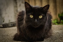 可爱的小黑猫图片大全