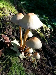 秋季小蘑菇精美图片