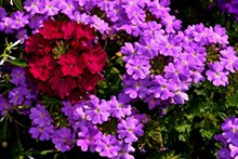 马鞭草紫色花朵图片下载