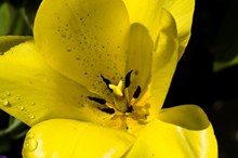 黄色蝴蝶兰微距花朵图片下载