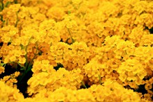 黄色花团高清图