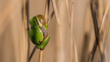 绿色树蛙图片