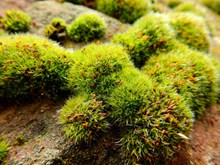 小清新苔藓植物图片