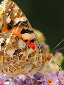 彩色蝴蝶微距摄影图精美图片