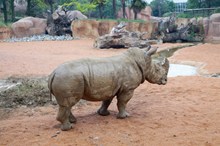 动物园犀牛精美图片