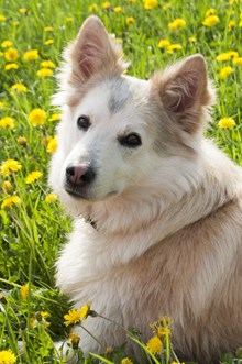 可爱西伯利亚犬宠物写真精美图片
