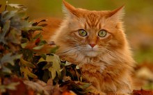 长毛狮子猫精美图片