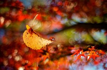 秋天落叶桌面壁纸精美图片