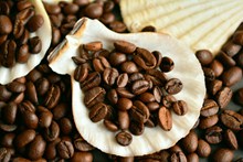 新鲜咖啡豆植物图片大全
