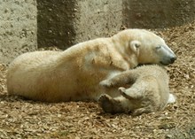 北极熊母子温馨瞬间高清图片