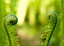 小清新蕨类植物图片下载
