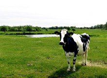 农场花斑奶牛高清图