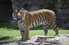 动物园豹老虎高清图片