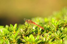 红蜻蜓休憩精美图片