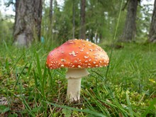 伞状红蘑菇图片下载