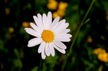 一朵白色雏菊花图片素材