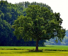 绿色树木摄影图片