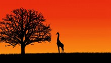 黄昏树木长颈鹿剪影图片