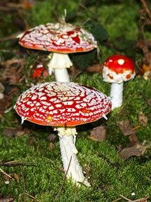 野生红蘑菇精美图片