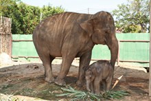 动物园大象小象图片下载