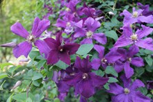 绽放的紫色花朵高清图片