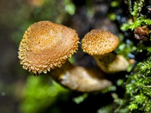 森林野蘑菇摄影高清图片