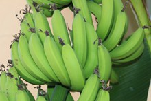 未成熟的香蕉精美图片