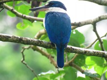 树枝上漂亮蓝鸟高清图