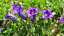 紫色龙胆花图片大全
