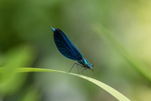 蓝色蜻蜓精美图片