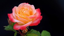 唯美玫瑰花朵 图片