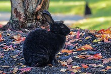 黑色兔子高清图片