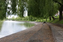 河边柳树风景图片下载