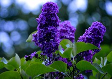 晚花紫丁香图片素材