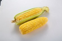 黄色玉米高清图片