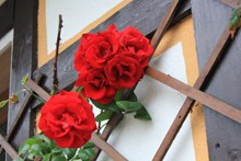 红色玫瑰墙壁高清图片