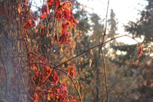 秋日红叶图片素材