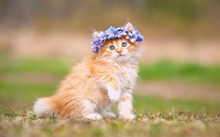 小清新可爱萌猫精美图片