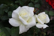 白玫瑰花大全大图高清图