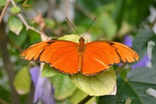 橙色蝴蝶图片素材