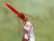 漂亮红蜻蜓图片素材