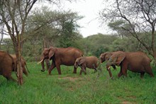 森林大象群图片素材