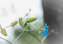 小清新蓝色花朵精美图片