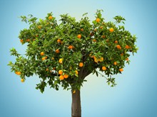 一颗橙子树图片大全