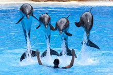 海洋馆海豚表演高清图