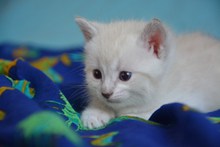 可爱白色小猫图片大全