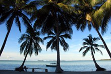 海滩棕榈树精美图片