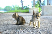 两只小猫崽图片素材