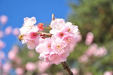 春天樱花唯美图片素材