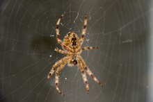 蜘蛛织网高清图
